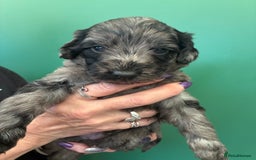 Cockapoo dogs for sale: Stunning Cockapoos looking for their new homes - Advert 11