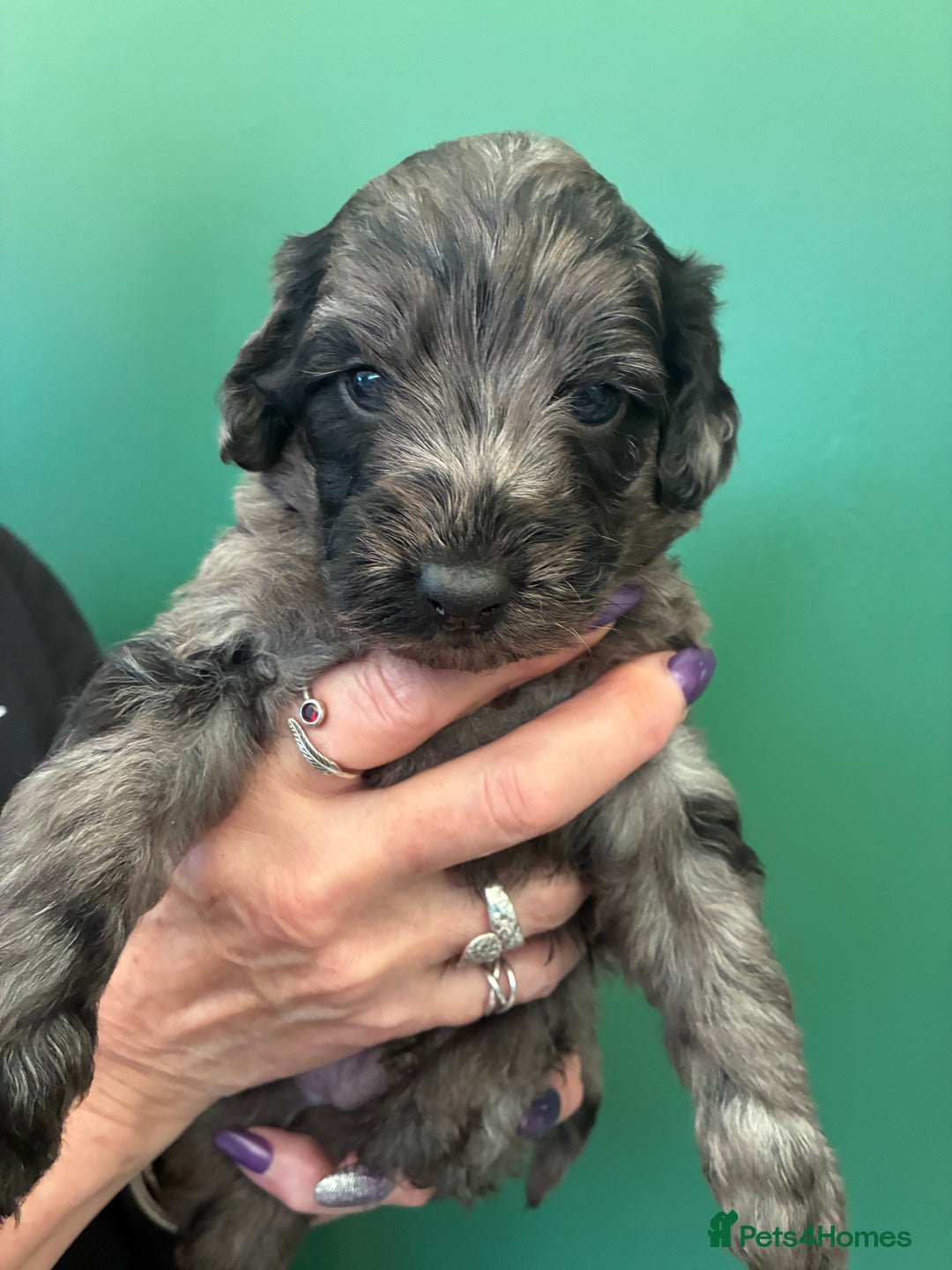 Cockapoo dogs for sale: Stunning Cockapoos looking for their new homes - Advert 11