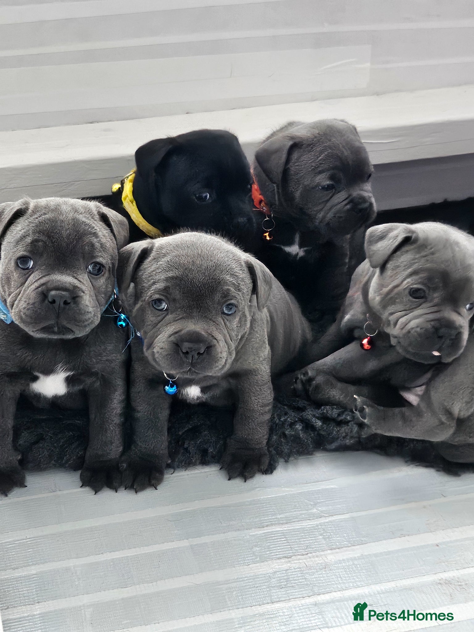 Staffordshire Bull Terrier dogs for sale: Staffordshire bull terrier highest pedigree pups - Advert 1
