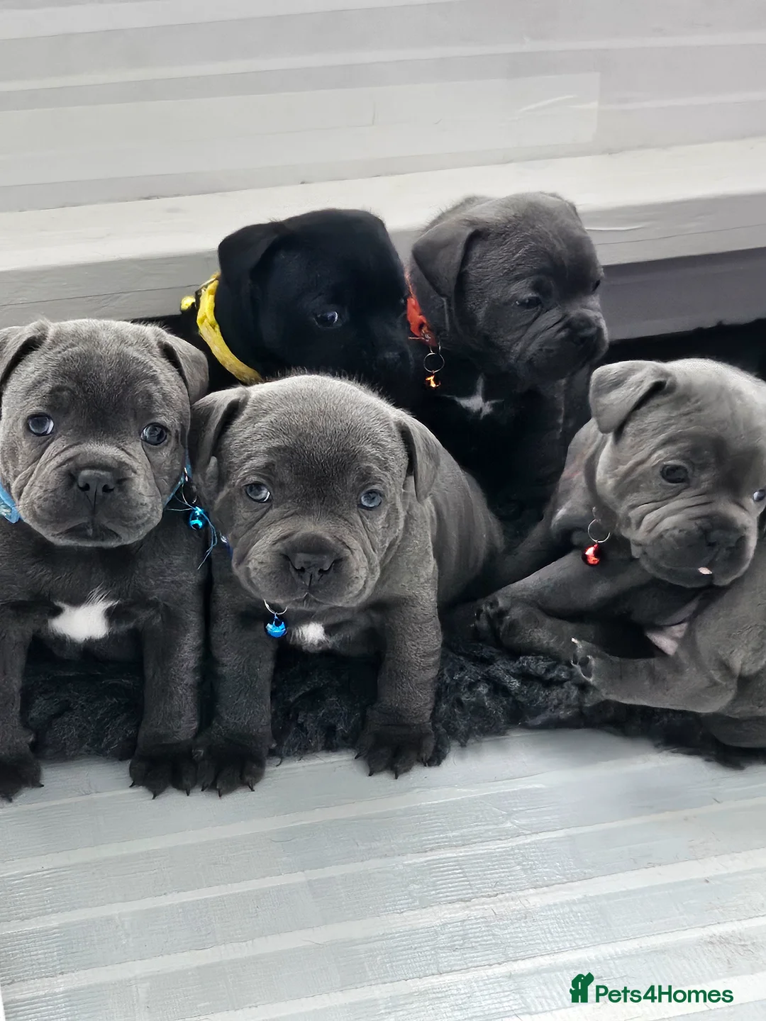 Staffordshire Bull Terrier dogs for sale: Staffordshire bull terrier highest pedigree pups - Advert 1