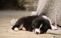 Australian Shepherd dogs for sale: Australian Shepherd Puppies  - Image 27