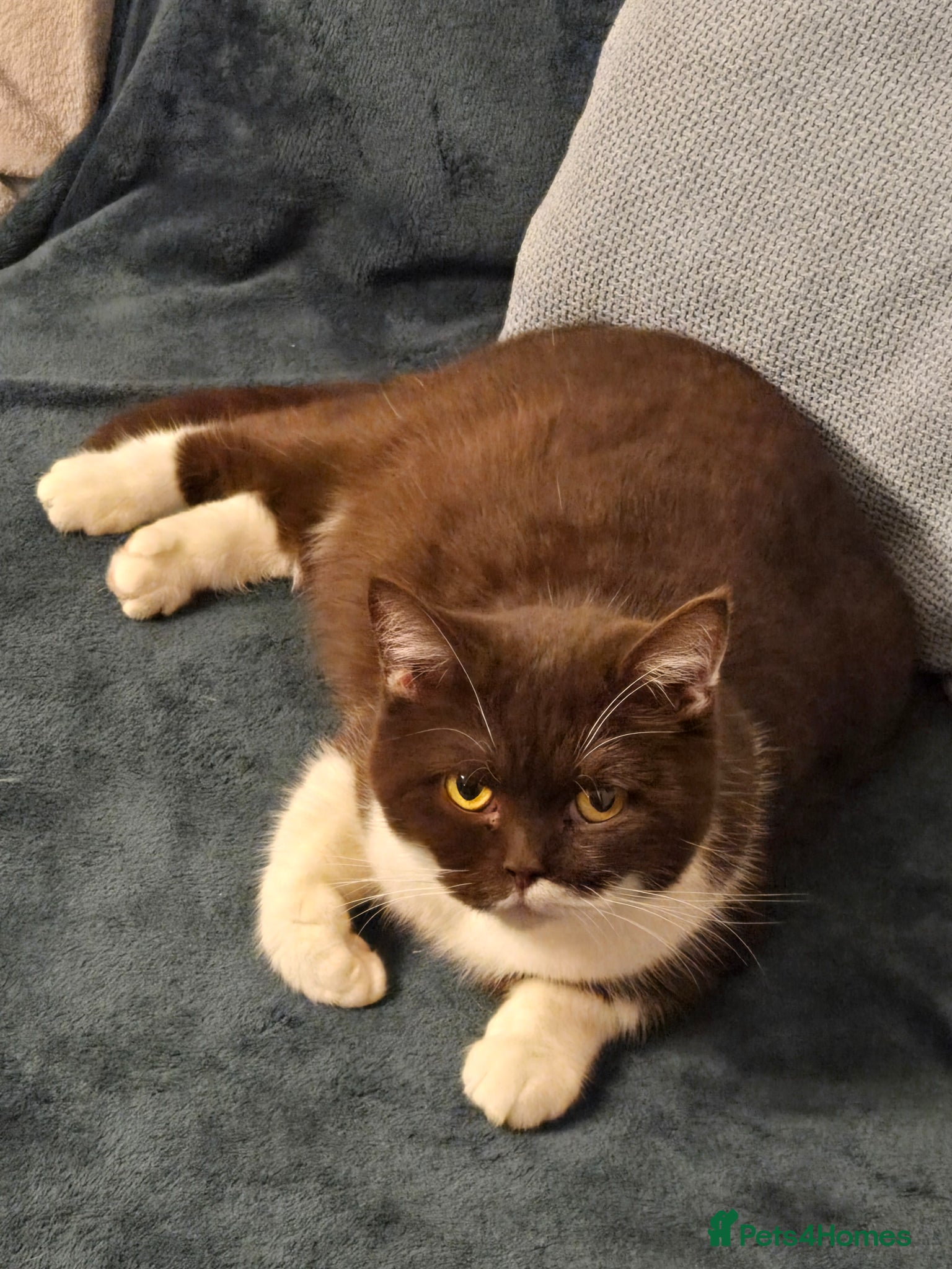 British Shorthair cats TICA stunning Chocolate Bi queen  - Advert 4