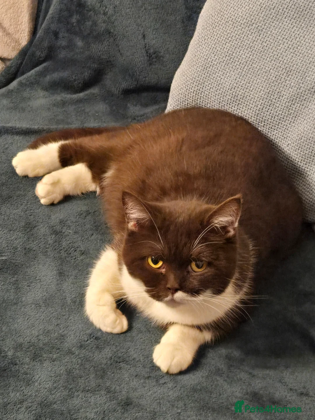 British Shorthair cats for sale: TICA stunning Choco Bi queen  - Advert 1