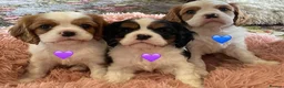 Cavalier King Charles Spaniel dogs for sale: Family Raised Blenheim, Tricolour Cavalier Puppies - Advert 5