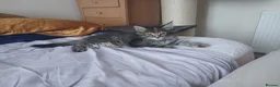 Maine Coon cats for sale: Maine Coon Kittens for Sale - Advert 9