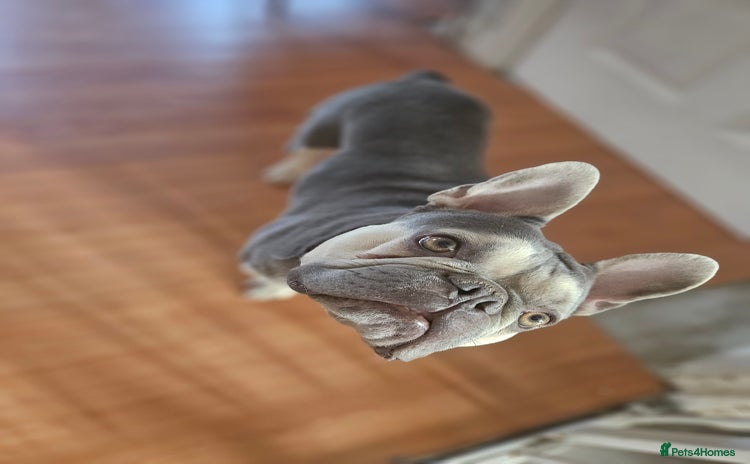 French Bulldog dogs - Advert 3