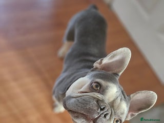French Bulldog dogs - Advert 34