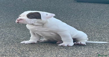 Olde English Bulldogge dogs - Advert 13