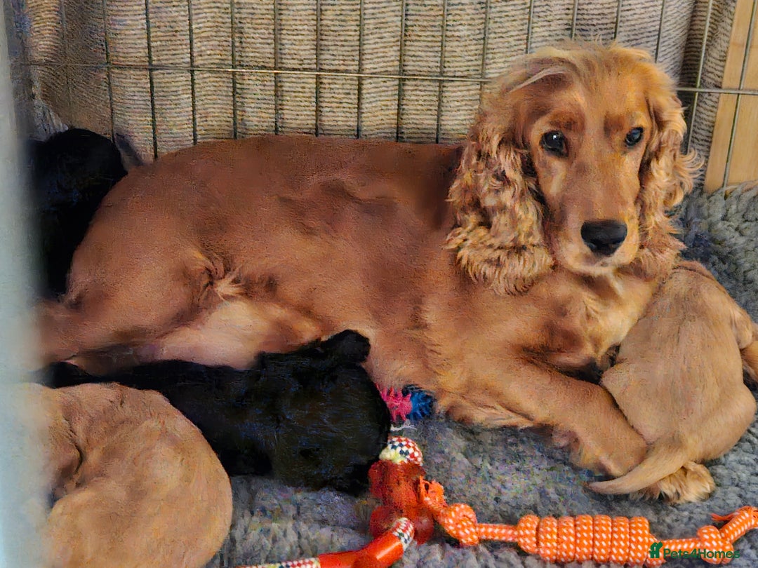 Cocker Spaniel dogs for sale: KC Registered Working Cocker Spaniel Pups - Image 2