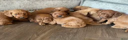 Cockapoo dogs for sale: BEAUTIFUL RED COCKAPOO PUPS HEALTH TESTED PARENTS - Advert 5