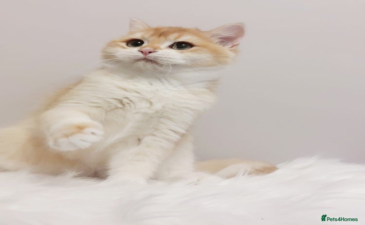 British Longhair cats - Advert 1