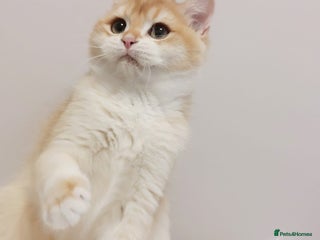 British Longhair cats - Advert 5