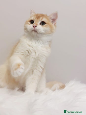 British Longhair cats - Advert 6