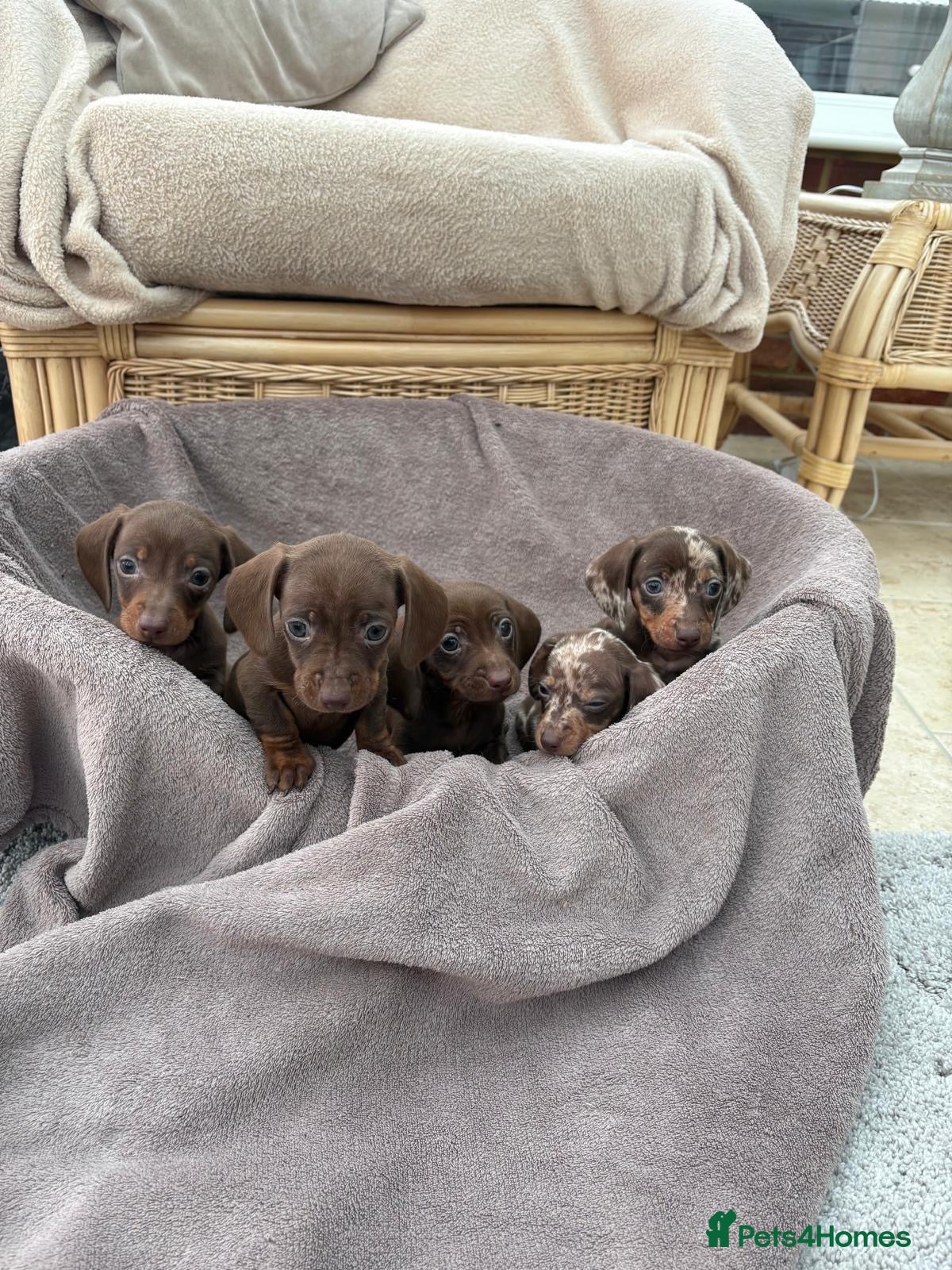 Dachshund dogs for sale: Miniature dachshund puppies  - Advert 1