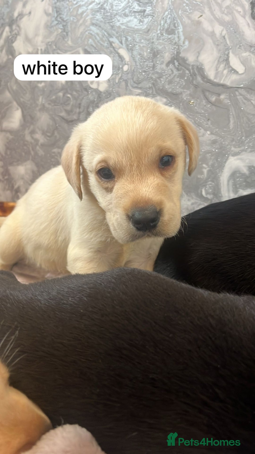 Labrador Retriever dogs for sale: Labrador puppies  - Image 11
