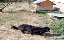 Mixed Breed dogs for adoption: TARRA, a beautiful & gentle girl for a Loving Home - Image 5