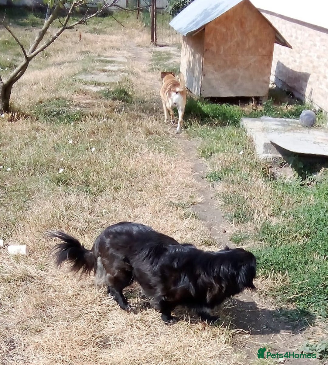 Mixed Breed dogs for adoption: TARRA, a beautiful & gentle girl for a Loving Home - Image 5