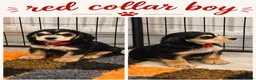 Cocker Spaniel dogs for sale: Only 3 boys left  - Advert 13