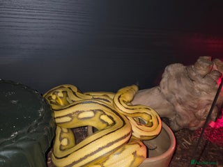 Python Snake reptiles Cb23 super dwarf reticulated python - Advert 1