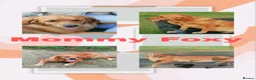Golden Retriever dogs for sale: Stunning KC registered dark puppies - Advert 11