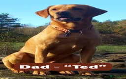 Labrador Retriever dogs for sale: Stunning Fox Red Labrador Puppies – Working lines - Image 9