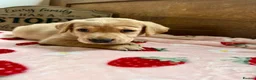 Labrador Retriever dogs for sale: KC Labrador puppies from health screened parents  - Advert 11