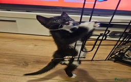 Mixed Breed cats for sale: 4 Cats ready for a new home  - Image 6