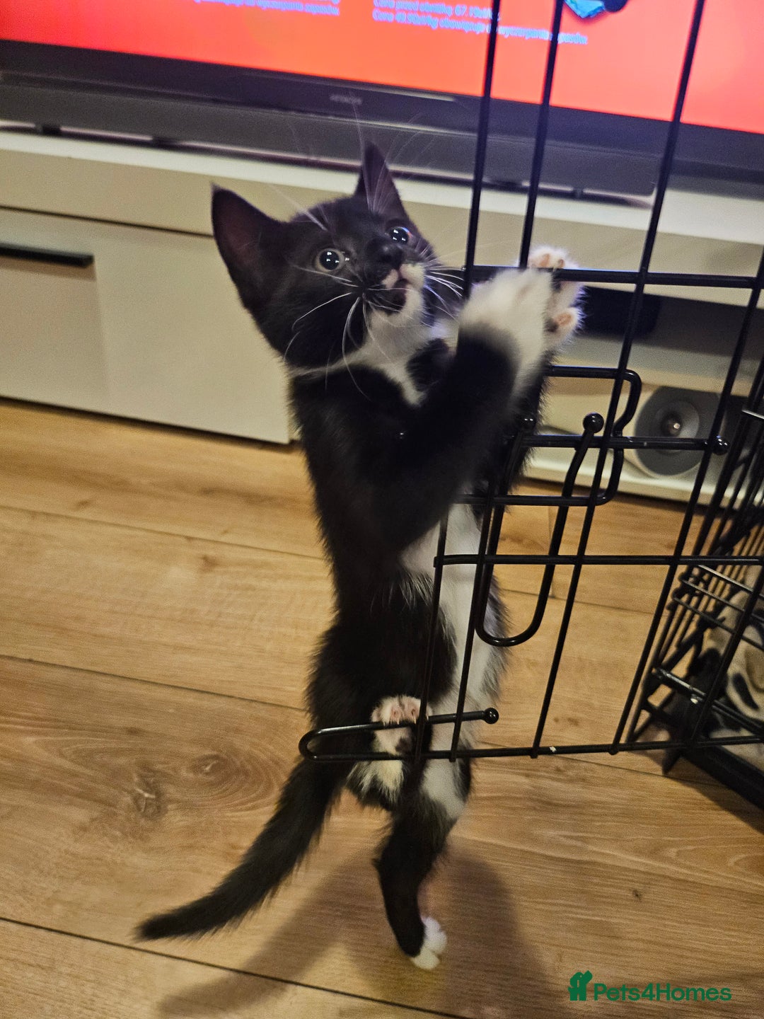 Mixed Breed cats for sale: 4 Cats ready for a new home  - Image 6