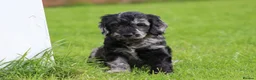 Cockapoo dogs for sale: Beautiful Cockapoo puppies for sale  - Advert 31