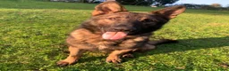 German Shepherd dogs for sale: Four year old German Shepherd male  - Advert 4