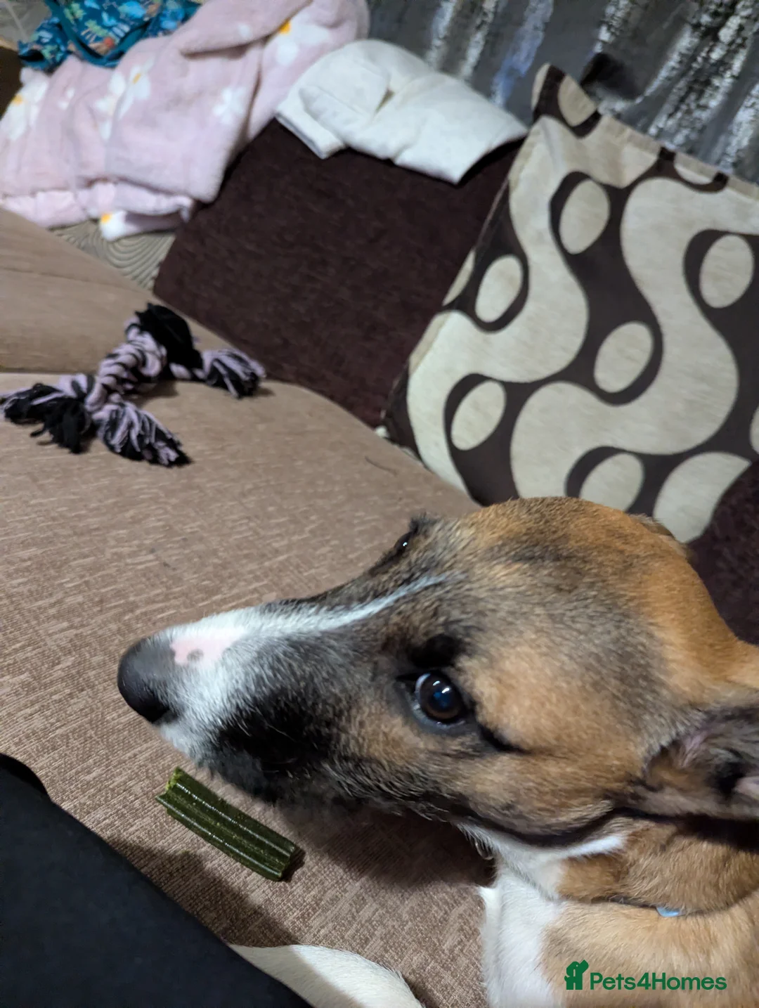 Mixed Breed dogs for sale: Lurcher Puppy 8 month old  - Advert 4
