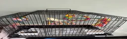 Budgerigars birds for sale: Bird for rehoming  - Advert 2