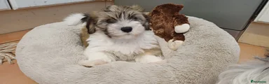 Havanese Puppy 2