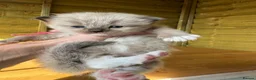 Ragdoll cats for sale: Mink & mink carrying ragdolls  - Advert 2
