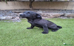 Labrador Retriever dogs for sale: ONLY 2 LEFT. Beautiful Healthy Labrador Puppies - Image 33