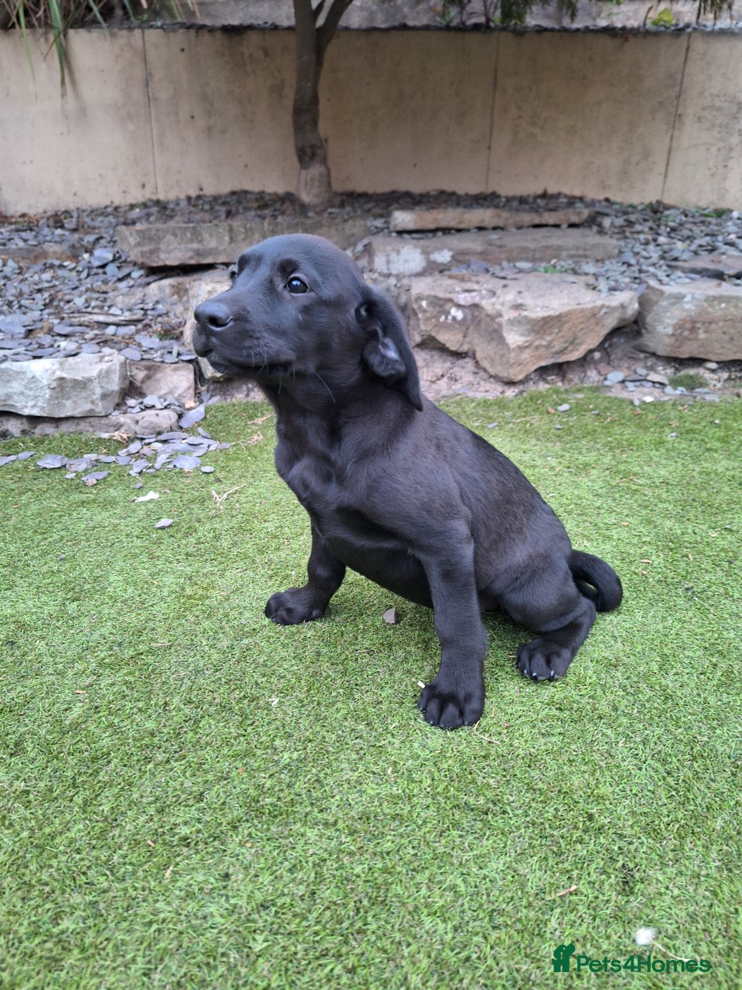 Labrador Retriever dogs for sale: ONLY 2 LEFT. Beautiful Healthy Labrador Puppies - Image 33