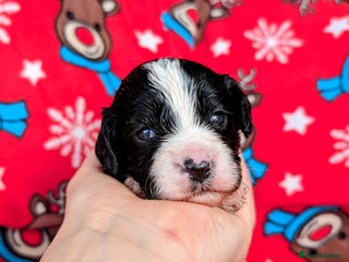 Cavapoo dogs ❤️F1 CAVAPOO BABIES❤️ HEALTH TESTED PARENTS!🐩 - Advert 18