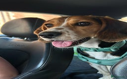 Bocker dogs for sale: 🌸Darla looking for a forever home🌸 - Image 7