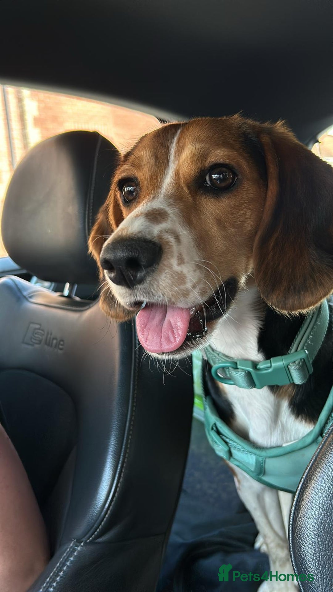 Bocker dogs for sale: 🌸Darla looking for a forever home🌸 - Image 7