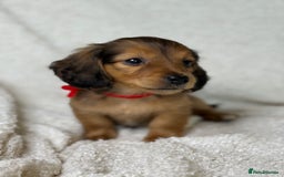 Miniature Dachshund dogs for sale: ⭐️ Miniature Long Haired Dachshund Pups ⭐  - Image 3