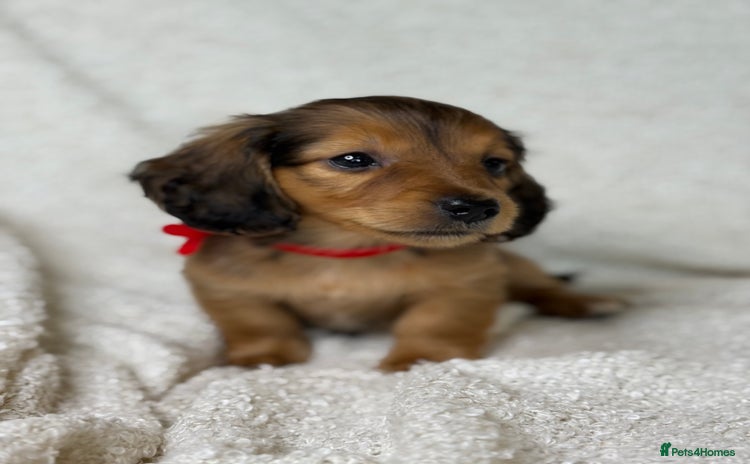 Miniature Dachshund dogs - Advert 13