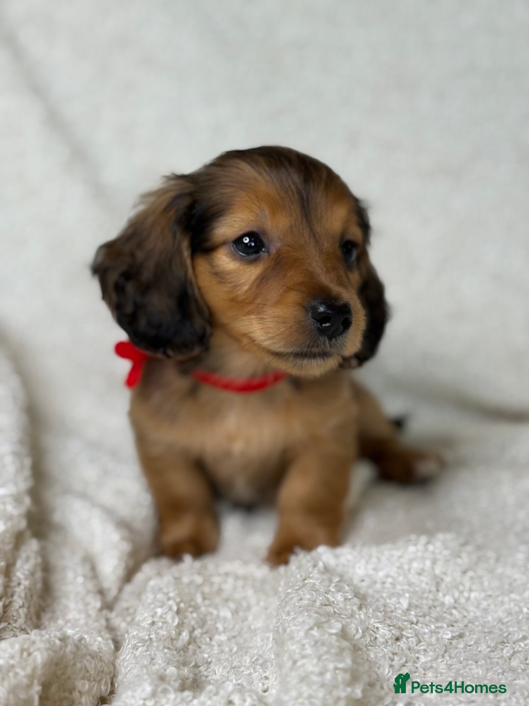 Miniature Dachshund dogs for sale: ⭐️ Miniature Long Haired Dachshund Pups ⭐  - Image 3