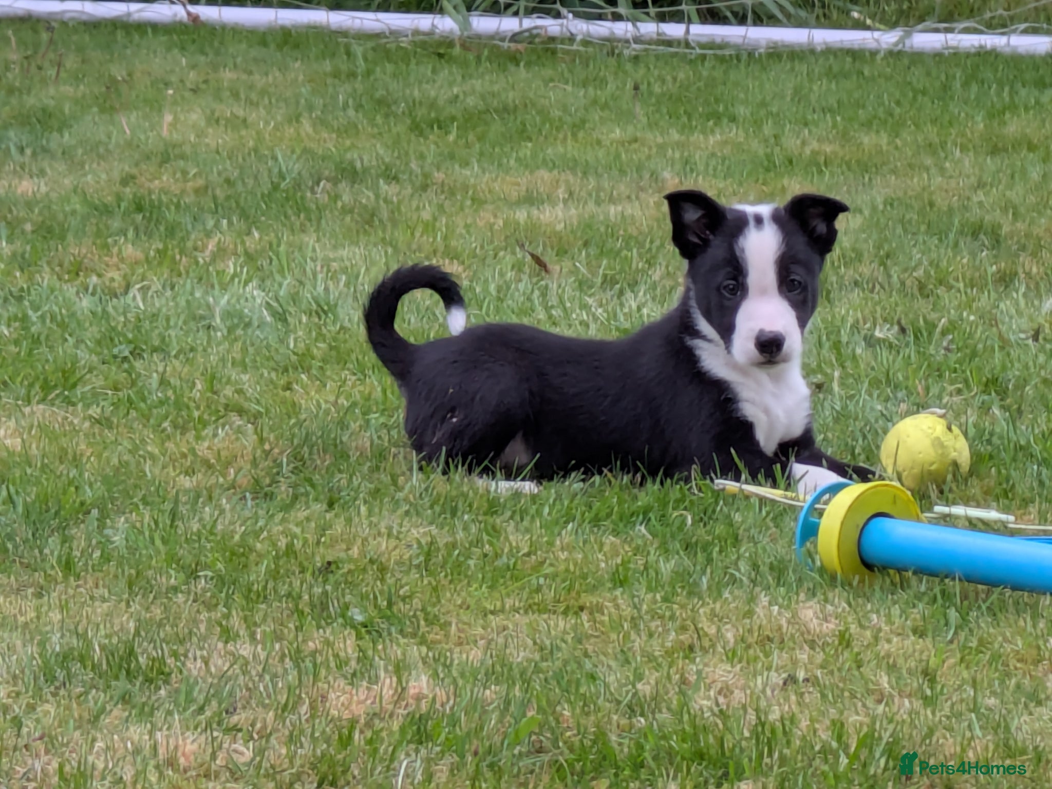 Border Collie dogs Three beautiful boy Border collies  - Advert 2