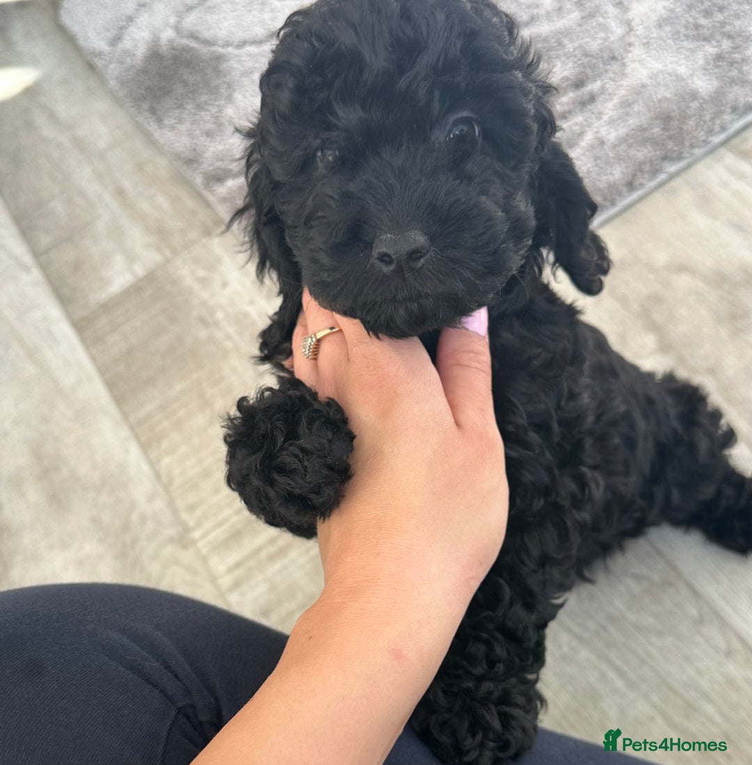 Cockapoo dogs for sale:  Cockapoo puppies F1 *READY TO LEAVE* 1 Girl Left  in Crieff - Image 1