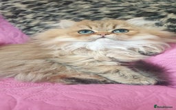 Persian cats for sale: 💖Beautiful Pedigree Chinchilla Persian Kittens. - Advert 19