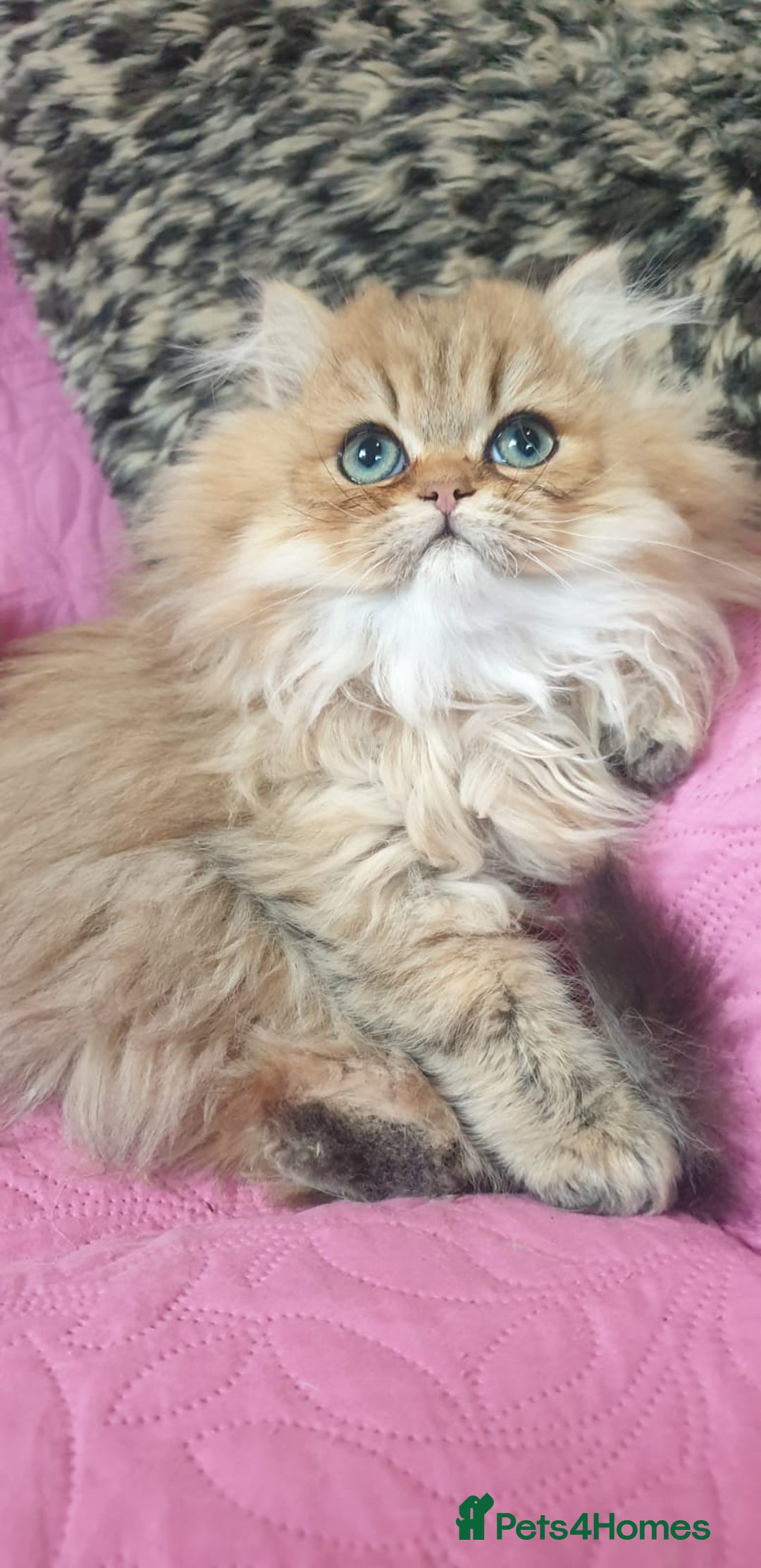 Persian cats for sale: 💖Beautiful Pedigree Chinchilla Persian Kittens. - Advert 19