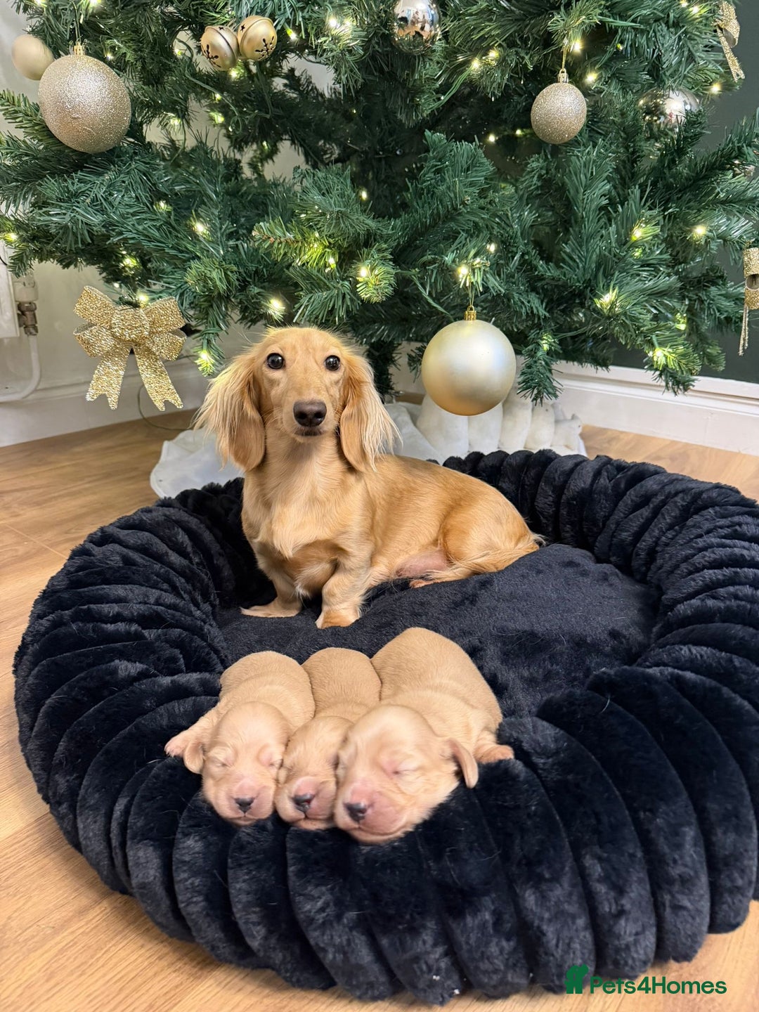 Miniature Dachshund dogs for sale: Longhair miniature dachshund  - Advert 1