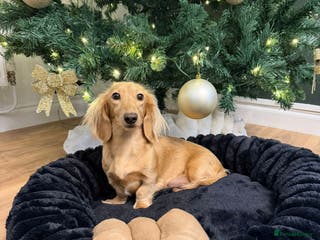 Miniature Dachshund dogs Longhair miniature dachshund - Advert 3