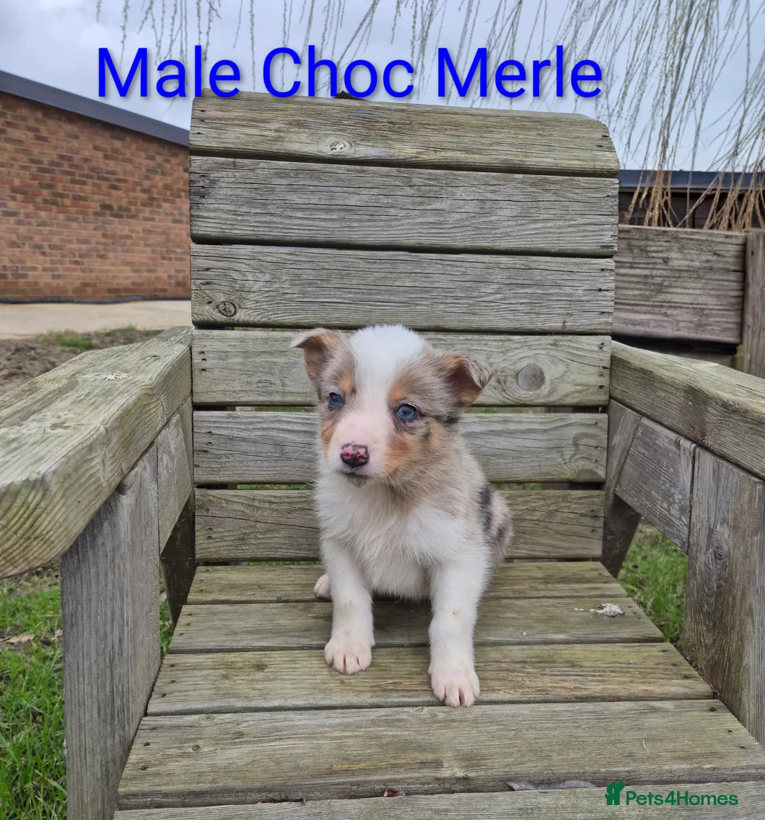 Border Collie dogs for sale: Border Collie Puppies - Advert 3