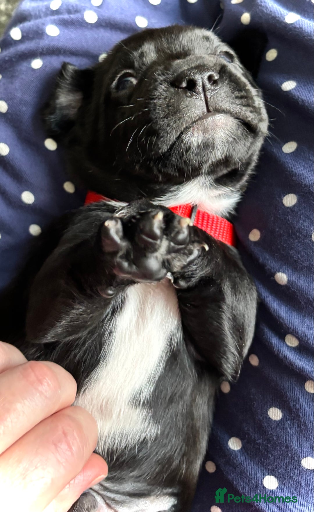 Mixed Breed dogs for sale: Spring bull puppies  - Advert 5